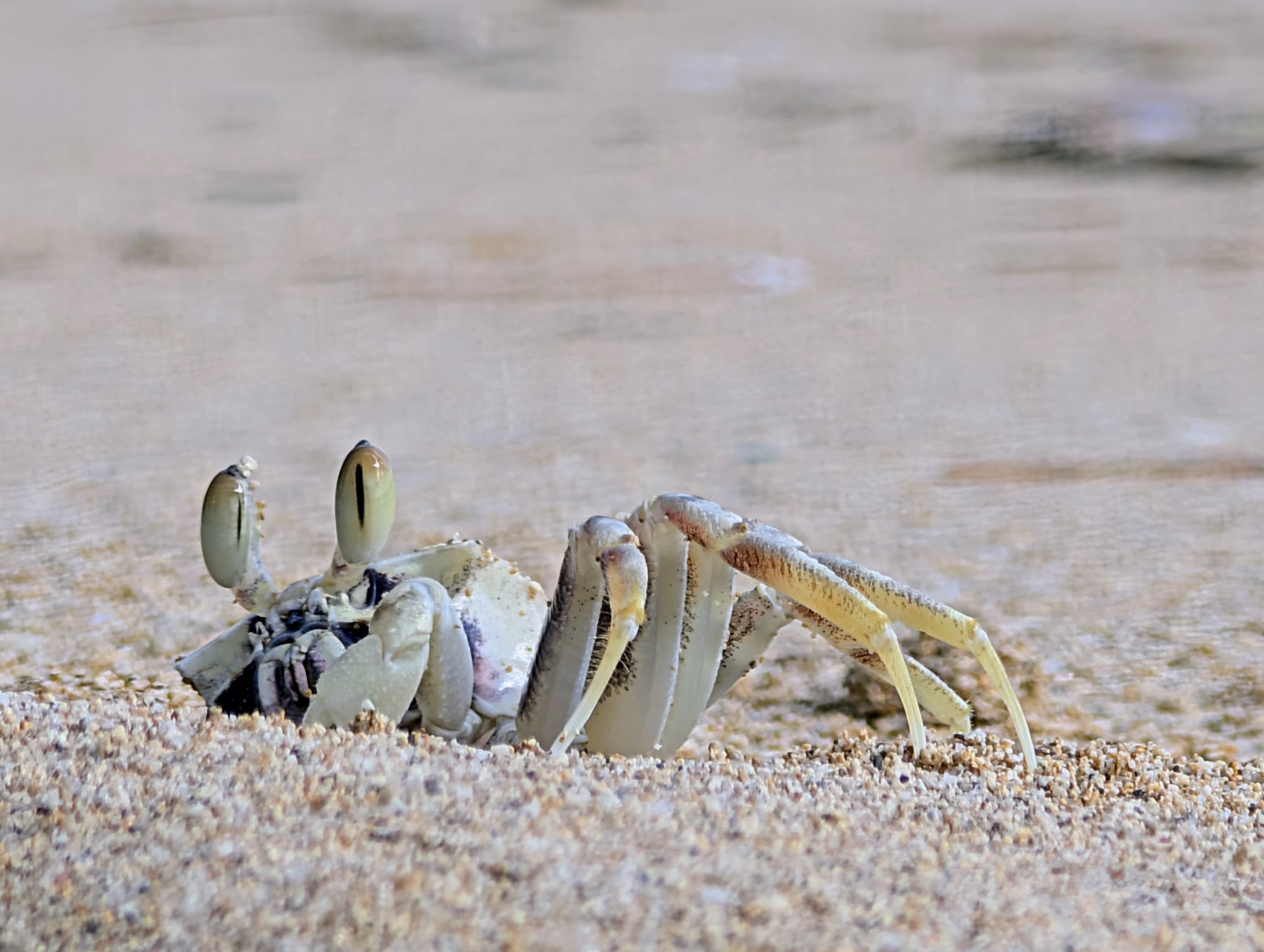 Close-up of a pale sand crab with raised eyes partially buried in beach sand on Oʻahu, Hawaiʻi